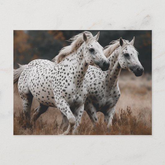 Galloping Leopard Appaloosa Pferde Postkarte (Vorderseite)