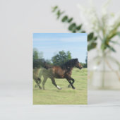 Galloping Mustangs Postcard Postkarte (Stehend Vorderseite)