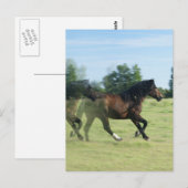 Galloping Mustangs Postcard Postkarte (Vorne/Hinten)