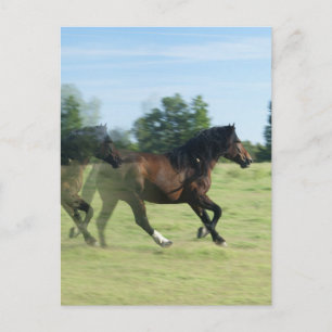 Galloping Mustangs Postcard Postkarte