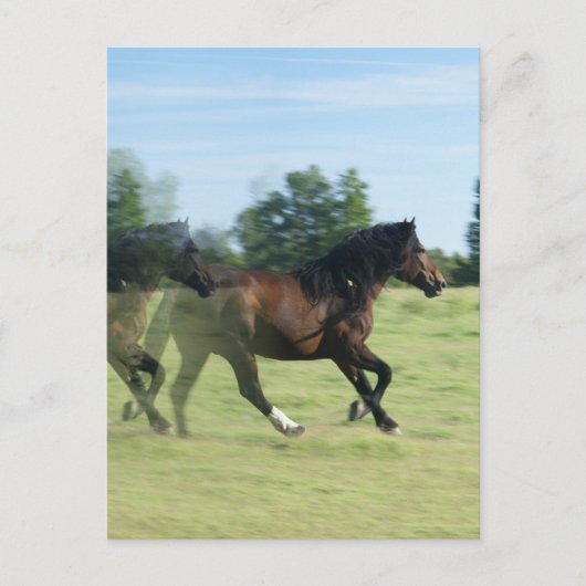 Galloping Mustangs Postcard Postkarte (Vorderseite)