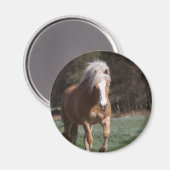 Galloping Palomino Magnet (Vorderseite/Rückseite)