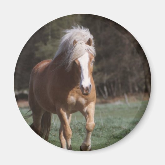 Galloping Palomino Magnet (Vorne)