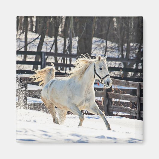 Galloping White Horse Magnet (Vorne)