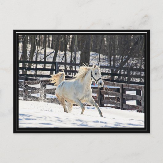 Galloping White Horse Postkarte (Vorderseite)