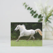 Galloping White Horse Postkarte (Stehend Vorderseite)