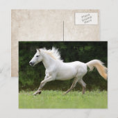 Galloping White Horse Postkarte (Vorne/Hinten)