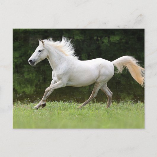 Galloping White Horse Postkarte (Vorderseite)