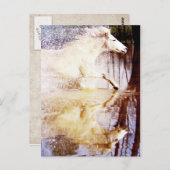 Galloping White Water Horse Postkarte (Vorne/Hinten)