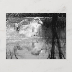 Galloping White Water Horse Postkarte
