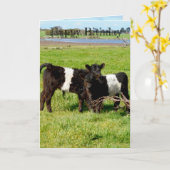 Galloway Baby Calves, Geburtstag Karte (Gelbe Blume)