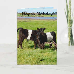 Galloway Baby Calves, Geburtstag Karte