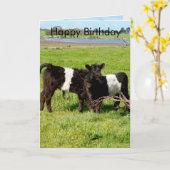 Galloway Baby Calves, Geburtstag Karte (Gelbe Blume)