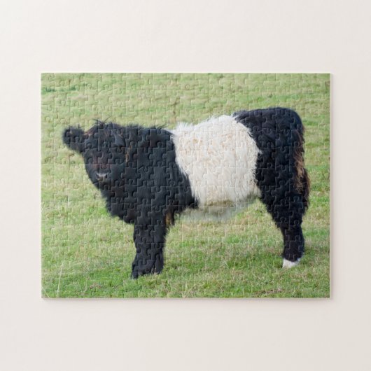 Galloway Calf Jigsaw Puzzle (Horizontal)