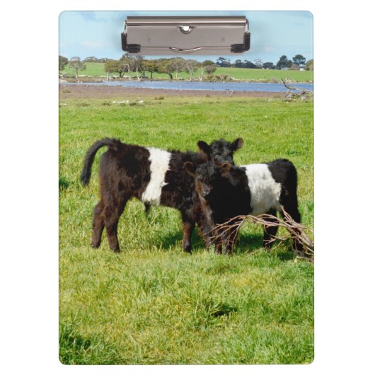 Galloway Calves, Clipboard Klemmbrett (Vorderseite)