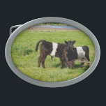 Galloway Calves, Gürtelschnalle<br><div class="desc">Auf den Fotos sehen Sie zwei schwulenförmige Galloway-Kälber im Land</div>