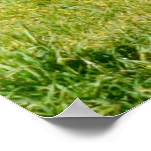 Galloway Calves, Poster (Ecke)