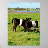Galloway Calves, Poster (Vorne)