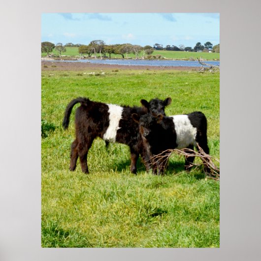 Galloway Calves, Poster (Vorne)