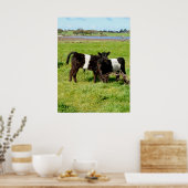 Galloway Calves, Poster (Küche)