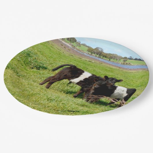 Galloway Calves, Teller, Papier Pappteller (Schrägansicht)