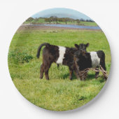 Galloway Calves, Teller, Papier Pappteller (Vorderseite)