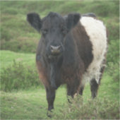 Galloway Cow Aufkleber (Vorderseite)