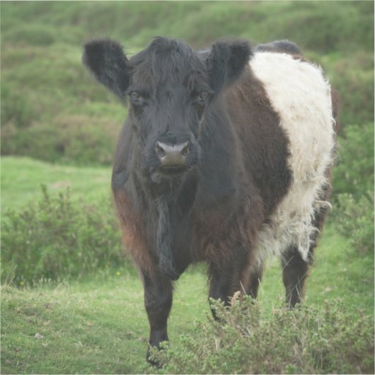 Galloway Cow Aufkleber (Vorderseite)