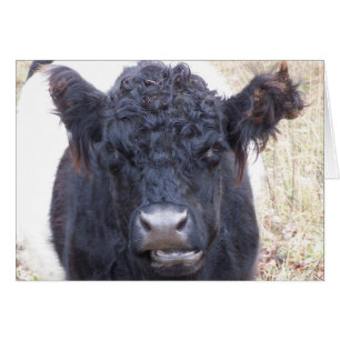 Galloway Cow-Belted-Galloway - Emma