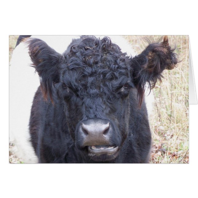Galloway Cow-Belted-Galloway - Emma (Vorderseite (Horizontal))