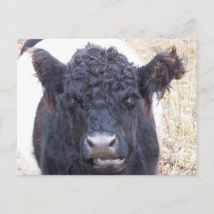 Galloway Cow-Belted-Galloway - Emma Postkarte