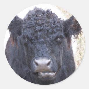 Galloway Cow-Belted-Galloway - Emma Runder Aufkleber