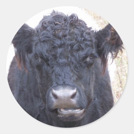 Galloway Cow-Belted-Galloway - Emma Runder Aufkleber (Vorderseite)