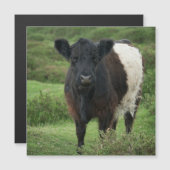 Galloway Cow Magnetkarte (Vorne/Hinten)