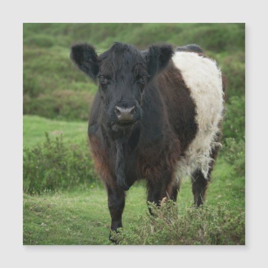Galloway Cow Magnetkarte (Vorderseite)