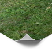 Galloway Cow Poster (Ecke)