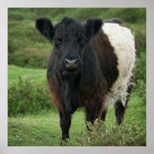 Galloway Cow Poster (Vorne)