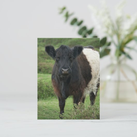 Galloway Cow Postkarte (Stehend Vorderseite)