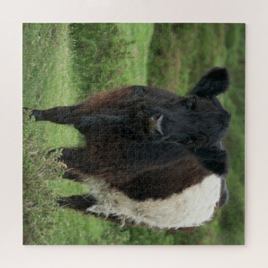 Galloway Cow Puzzle (Horizontal)