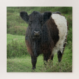 Galloway Cow Puzzle