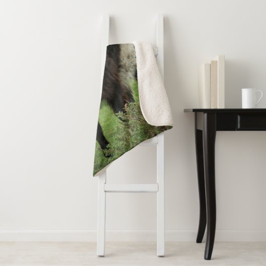 Galloway Cow Sherpadecke (Beispiel)