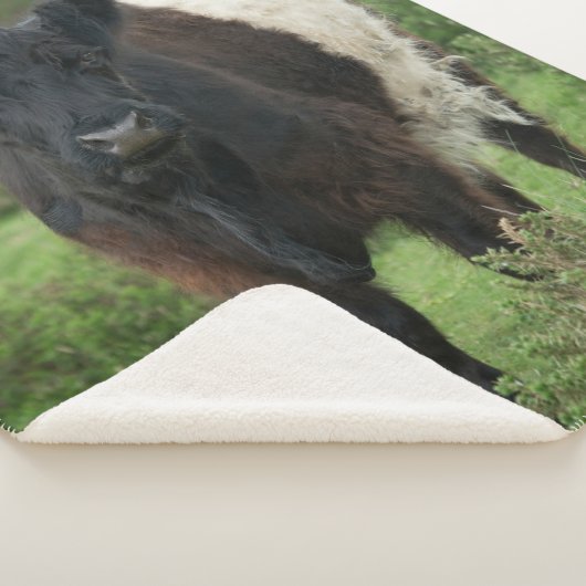 Galloway Cow Sherpadecke (3/4)