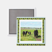 Galloway Cows Framed Fridge Magnet (Vorderseite/Rückseite)