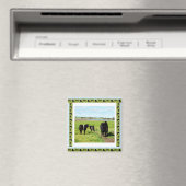Galloway Cows Framed Fridge Magnet (In Situ (Geschirrspüler))