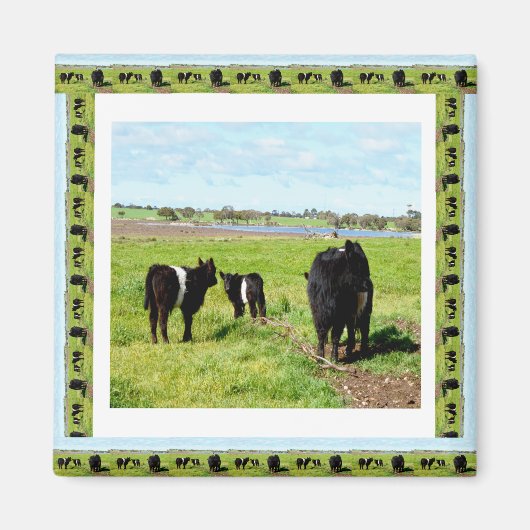 Galloway Cows Framed Fridge Magnet (Vorne)