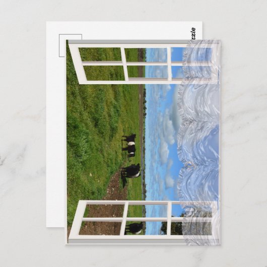 Galloway Cows Through a Window, Postcard Postkarte (Vorne/Hinten)