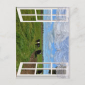 Galloway Cows Through a Window, Postcard Postkarte (Vorderseite)