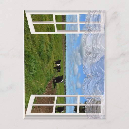 Galloway Cows Through a Window, Postcard Postkarte (Vorderseite)