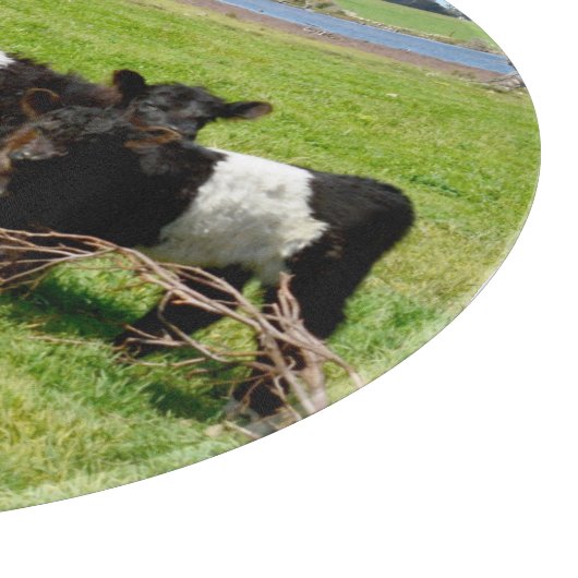 Galloway-Kälber, Zuschnitt Schneidebrett (Ecke)