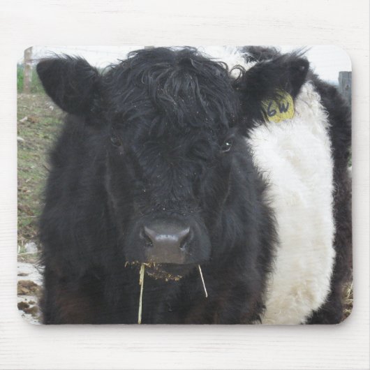 Galloway Kuh Eating Hay Mousepad (Vorne)